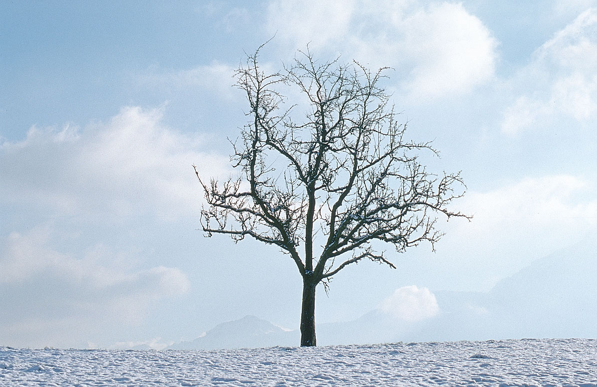 Picture of Tree