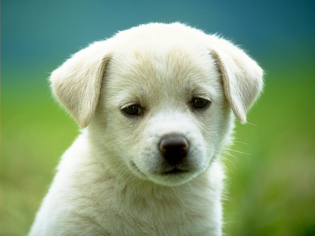 Cute