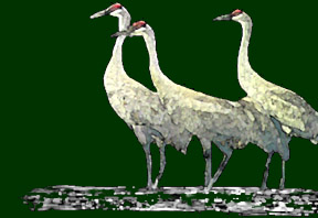 [Sandhill Crane Logo]