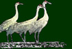 [sandhill cranes logo]