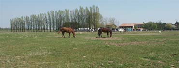 gro�e Koppel