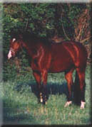 auf der Koppel