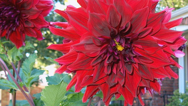 reddahlia
