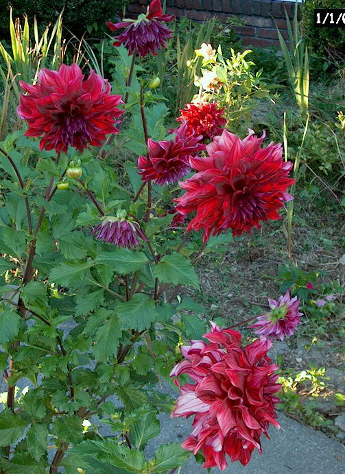 dahlia