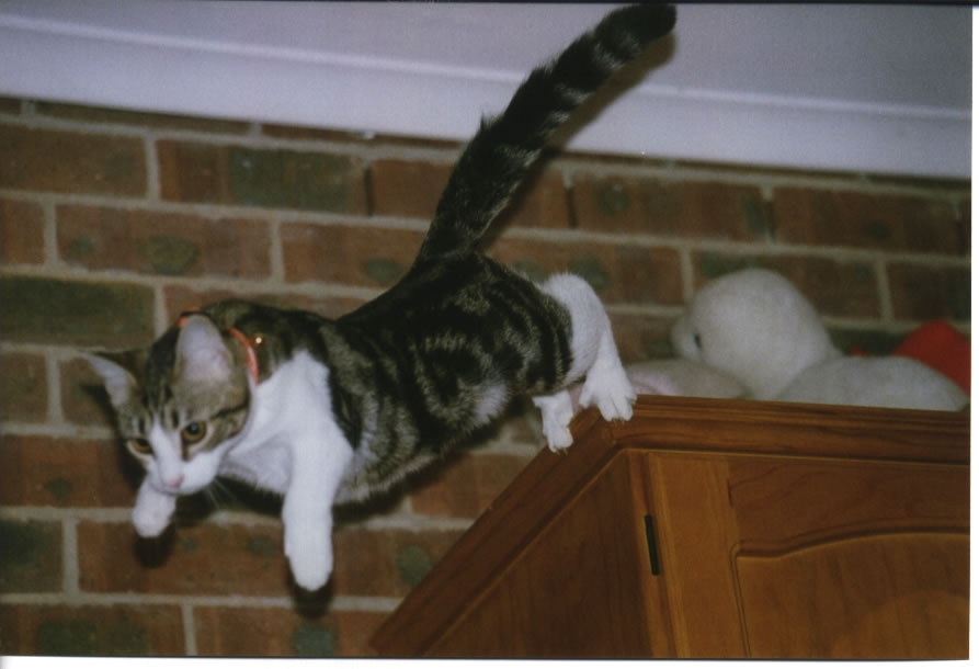 FlyingSimba