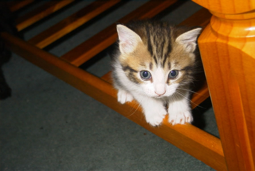 LittleSimba1