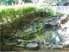 cleared water & some plants