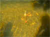 the koi swimming i the sun