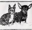 pencil sketched chihuahuas, 587 x 541
