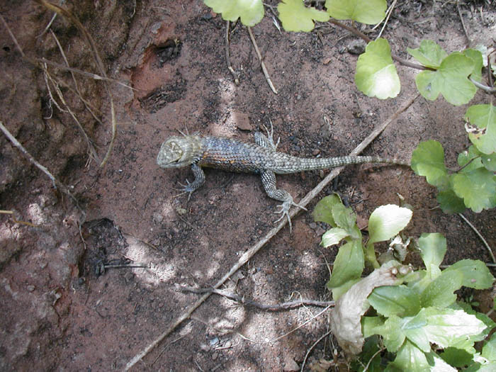 Lizard