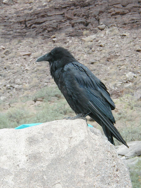 Raven