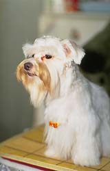 dog2