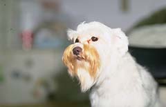dog3