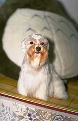 dog4