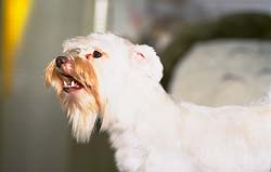 dog5