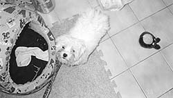 dog6