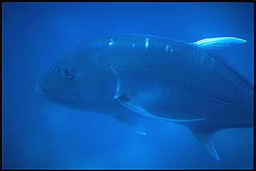 fish