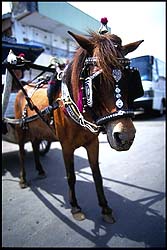 horse