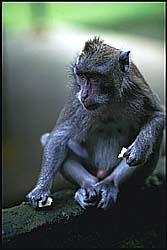 monkey