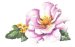 flodiv2.jpg - 1462 Bytes