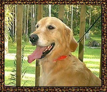 regal2.jpg - 47692 Bytes