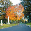 Calvary Cemetery Thumb
