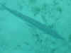 Horse Shoe reef, Anegada BVI, mars 2002