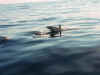 Transat Bermudes - A�ores, mai 2002