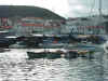 Sao Jorge, A�ores, juillet 2002