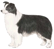Border Collie