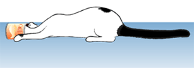 click to display the flash animation