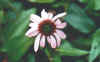 cone flower.jpg (174015 bytes)