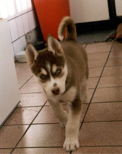My dog