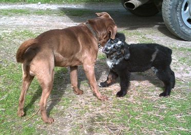 This is Ike & Bernie