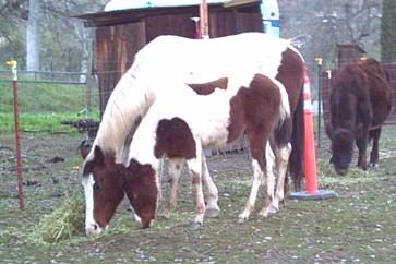 Levi January 2005