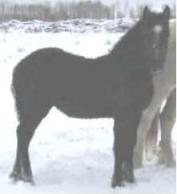 Warlock Adoption Photo
