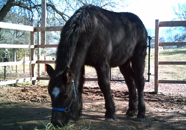 Warlock's Adoption Photo