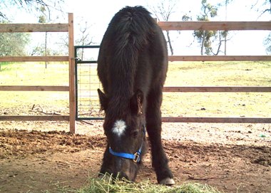 Warlock January 2005