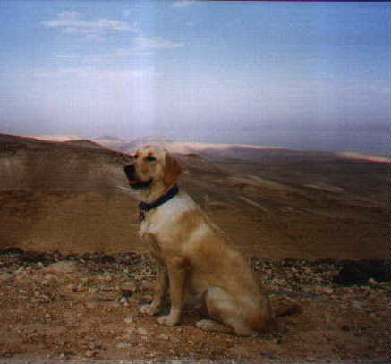 Oakie in the desert