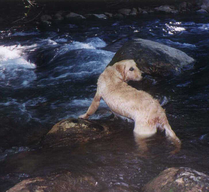 Oakie in the water