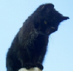 Blacky