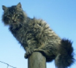 Furby
