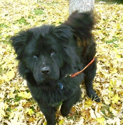 Buddy Fall Picture