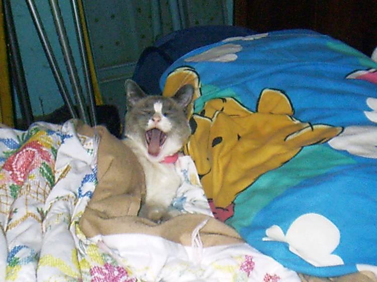 Stinky Mid-Yawn