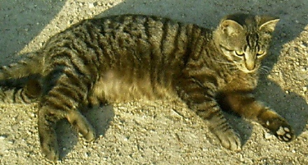 Tom