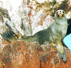 Islas Ballestas