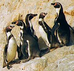 Islas Ballestas