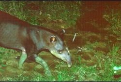 Tapir