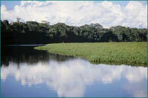 Selva