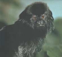 Mono